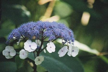 Hydrangea